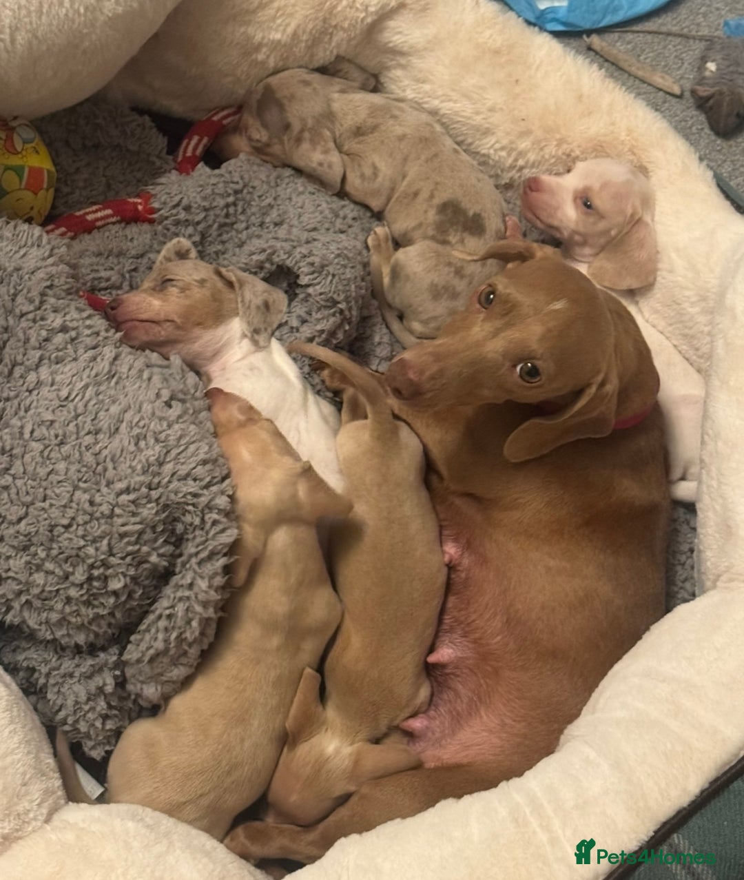 Dachshund dogs for sale: Miniature dachshund Puppies for sale  - Advert 9