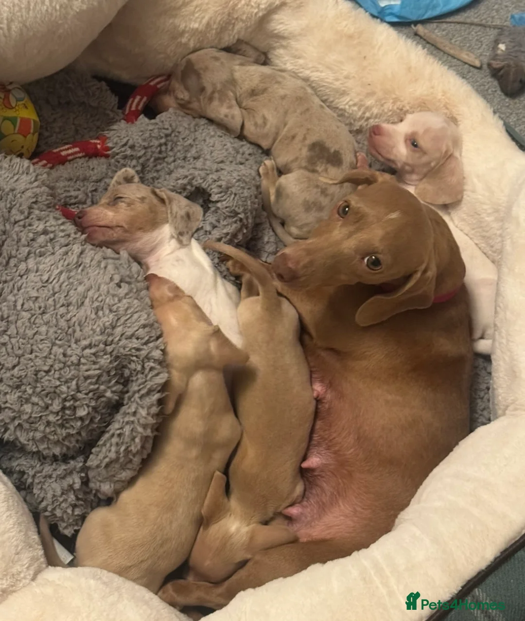 Dachshund dogs for sale: Miniature dachshund Puppies for sale  - Advert 9