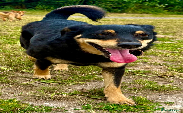 German Shepherd dogs in West Malling - Advert 1