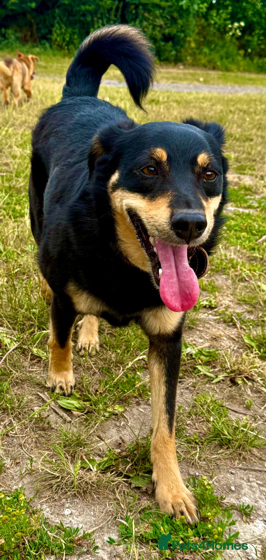 German Shepherd dogs for adoption: Gatto  in West Malling - Image 9