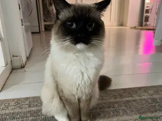 Ragdoll cats 7 month old large ragdoll male cat - Advert 2