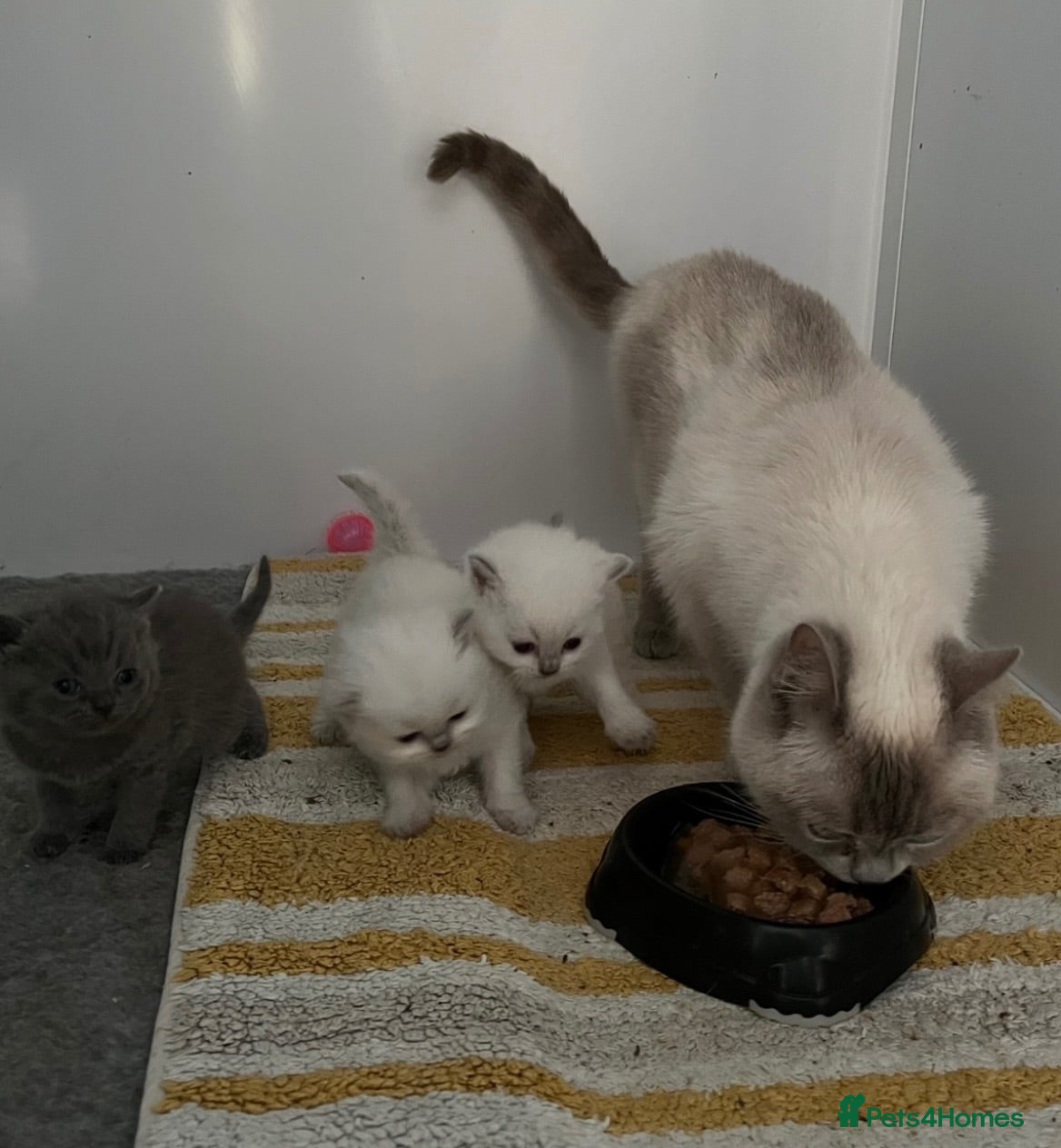 British Shorthair cats Stunning British shorthaired and longhair kittens - Advert 1