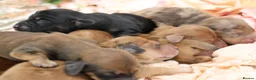 Miniature Dachshund dogs for sale: KC Longhair Miniature Dachshund Puppies - Advert 6