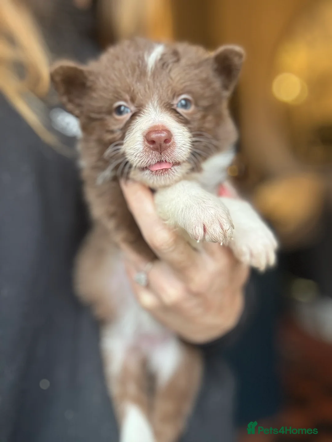 Border Collie dogs for sale: Pure Bred Border Collie Puppies For Sale - Advert 14