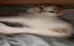 Mixed Breed cats for sale: Kittens for sale  - Image 4