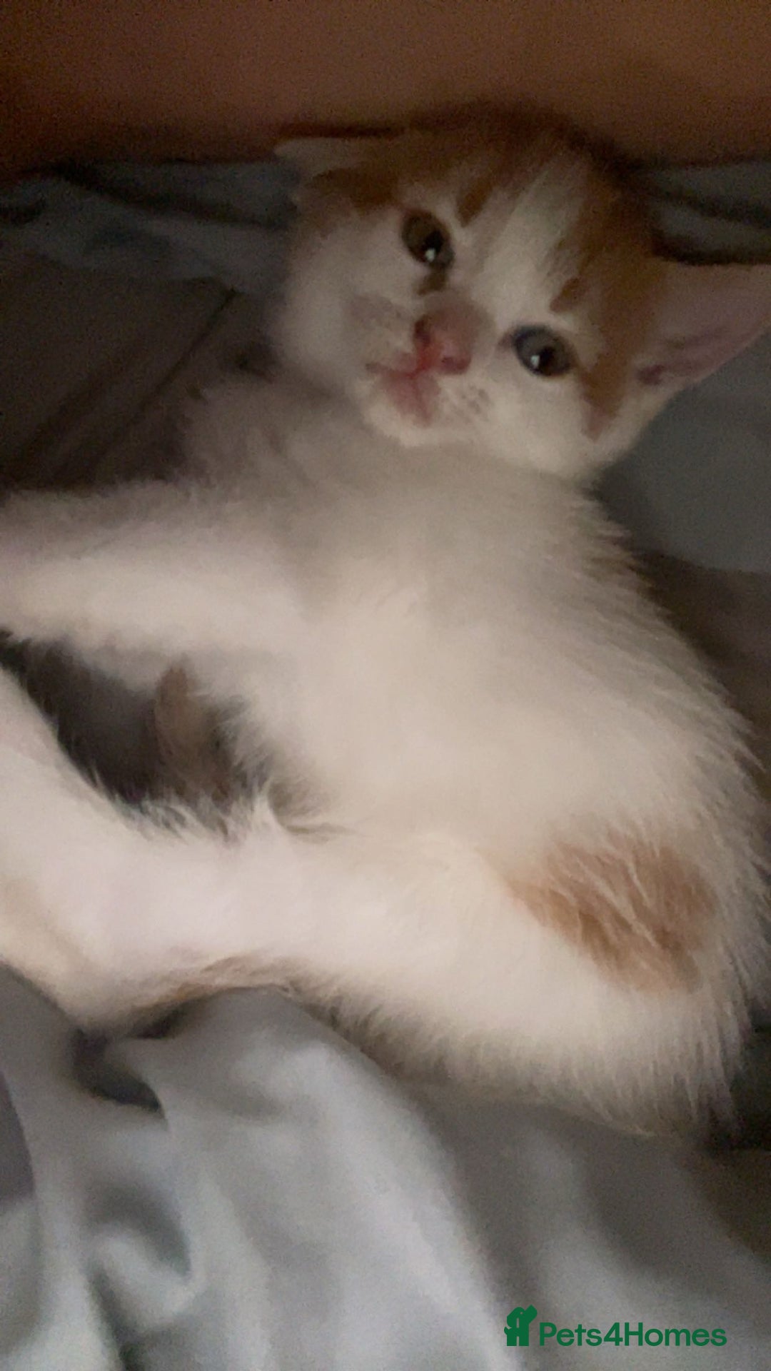 Mixed Breed cats for sale: Kittens for sale  - Image 4