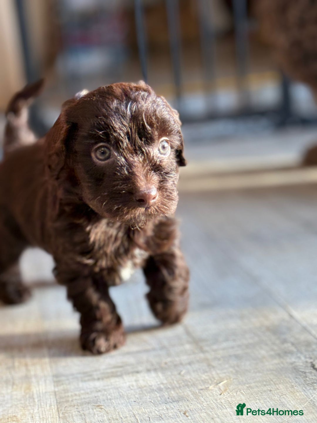 Shihpoo dogs for sale: ✨ Beautiful Shihpoo Puppies ✨  - Advert 35