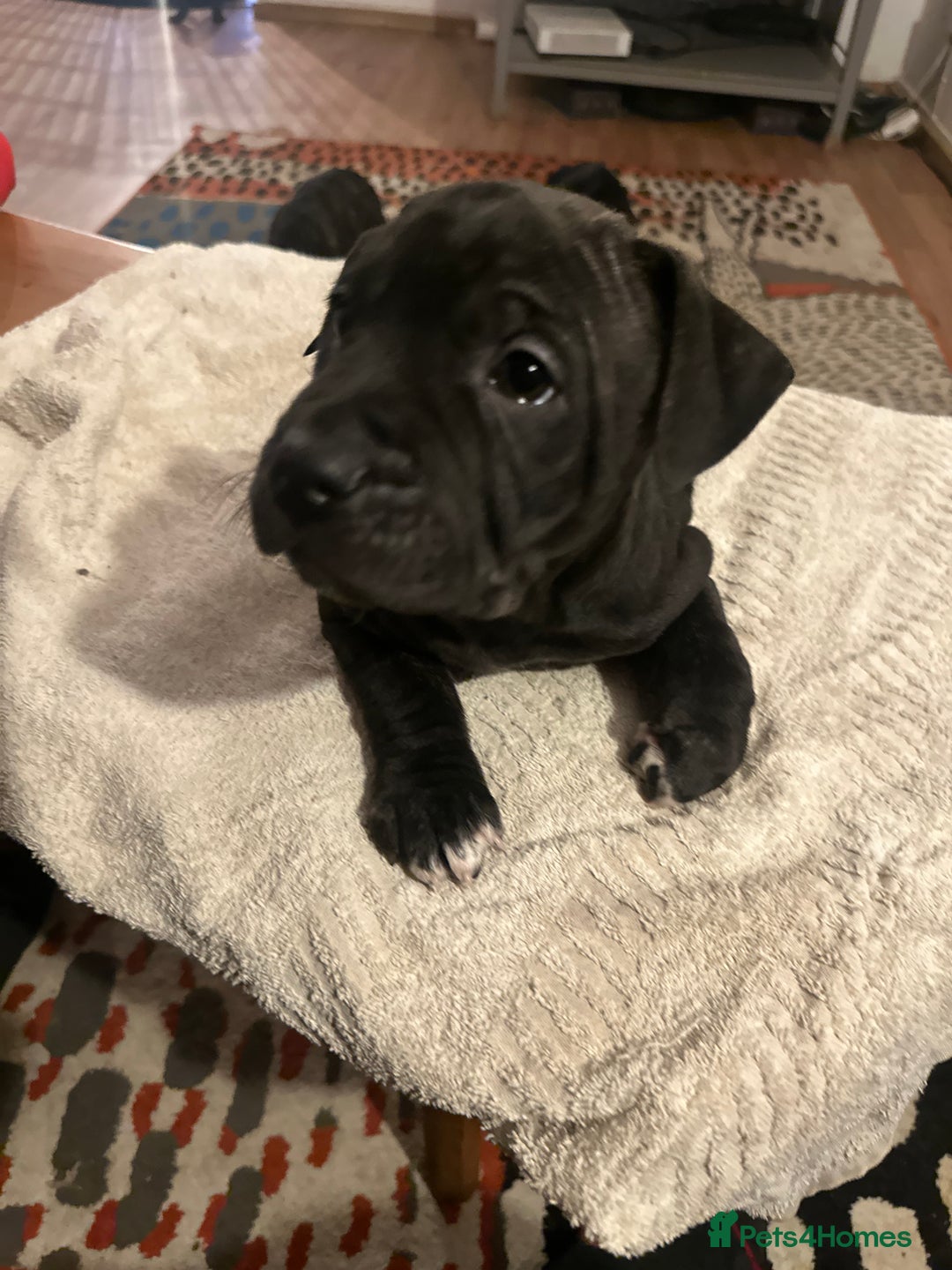 Mixed Breed dogs for sale: Beautiful staffy puppies looking for forever home  - Advert 19