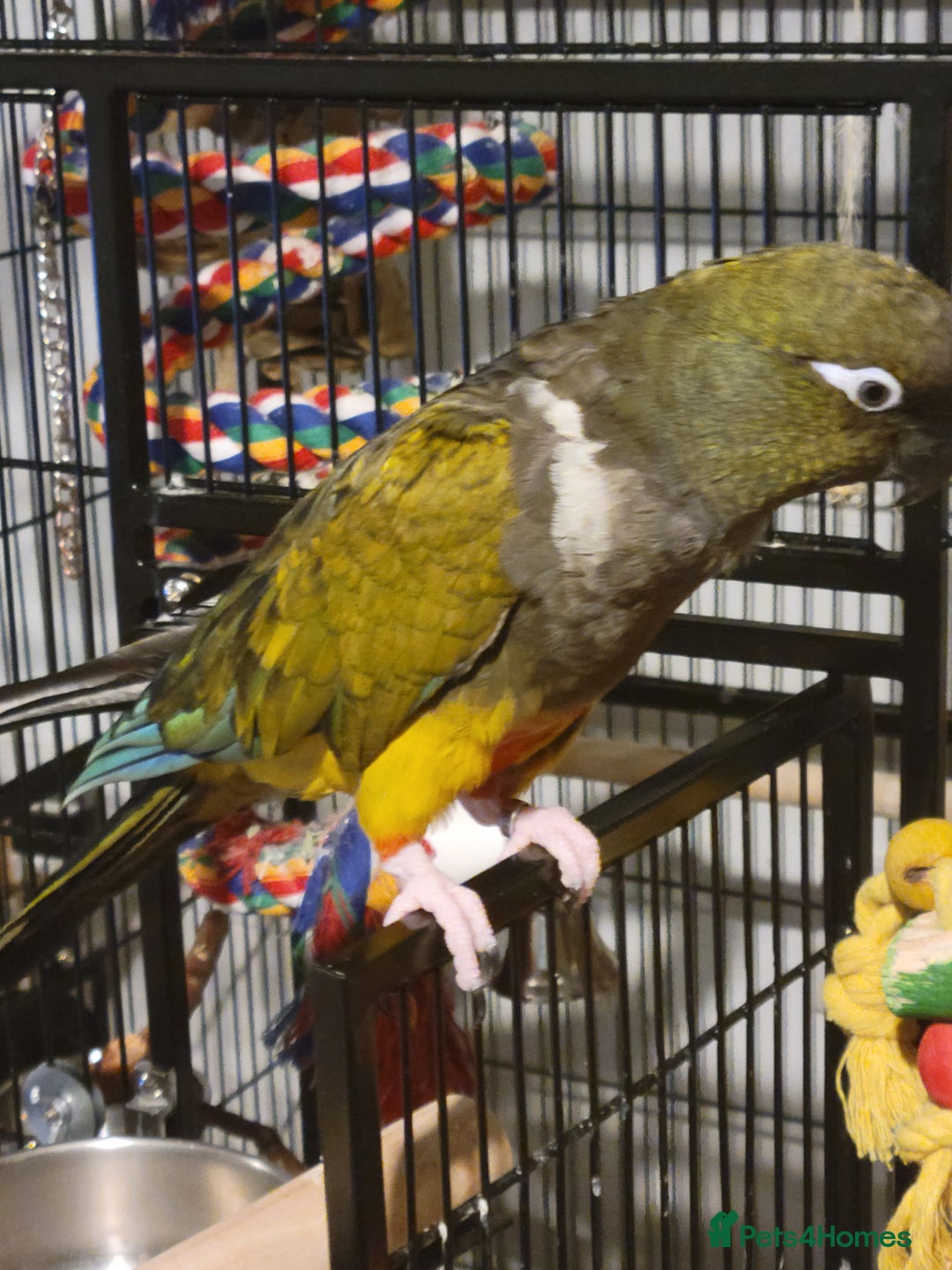 Conures birds for sale: Peekaboo - Advert 3