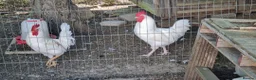 Chickens poultry for sale: 3 x Cockerels  - Advert 2