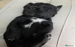 Cocker Spaniel dogs for sale: Working cocker spaniel puppies  - Advert 2