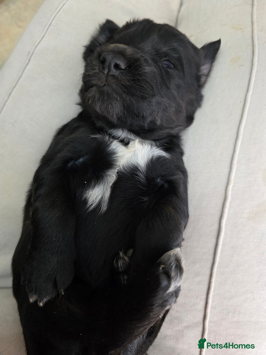 Cocker Spaniel dogs for sale: Working cocker spaniel puppies  - Advert 2