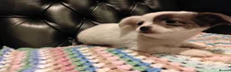 Chihuahua dogs for sale: Chihuahua Puppies for sale, Ready for loving homes - Advert 8