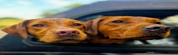 Labrador Retriever dogs for sale: Stunning litter of Fox Red Labrador Retrievers  - Advert 11