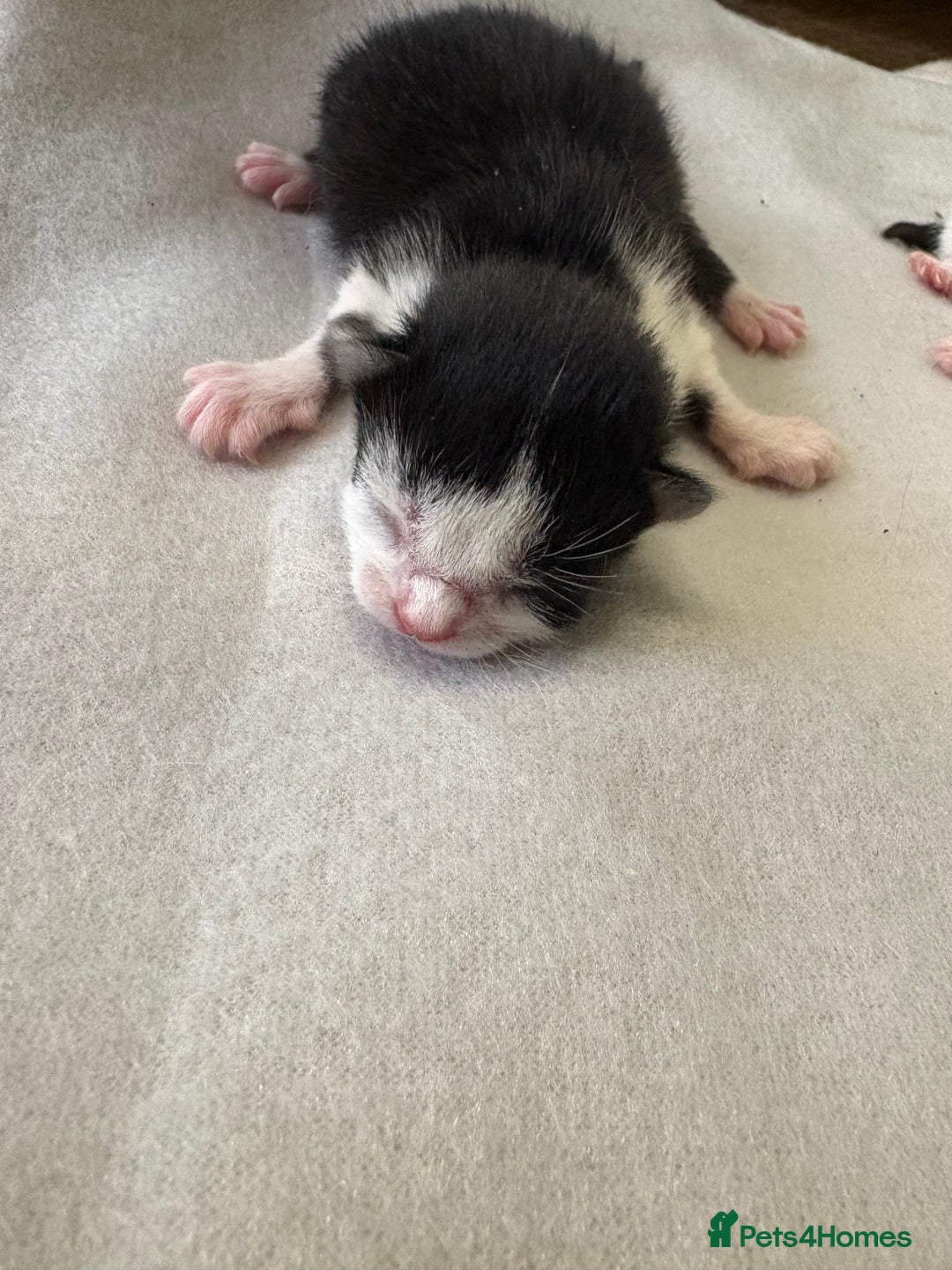 British Shorthair cats for sale: Three kittens ready 15th September  - Image 5