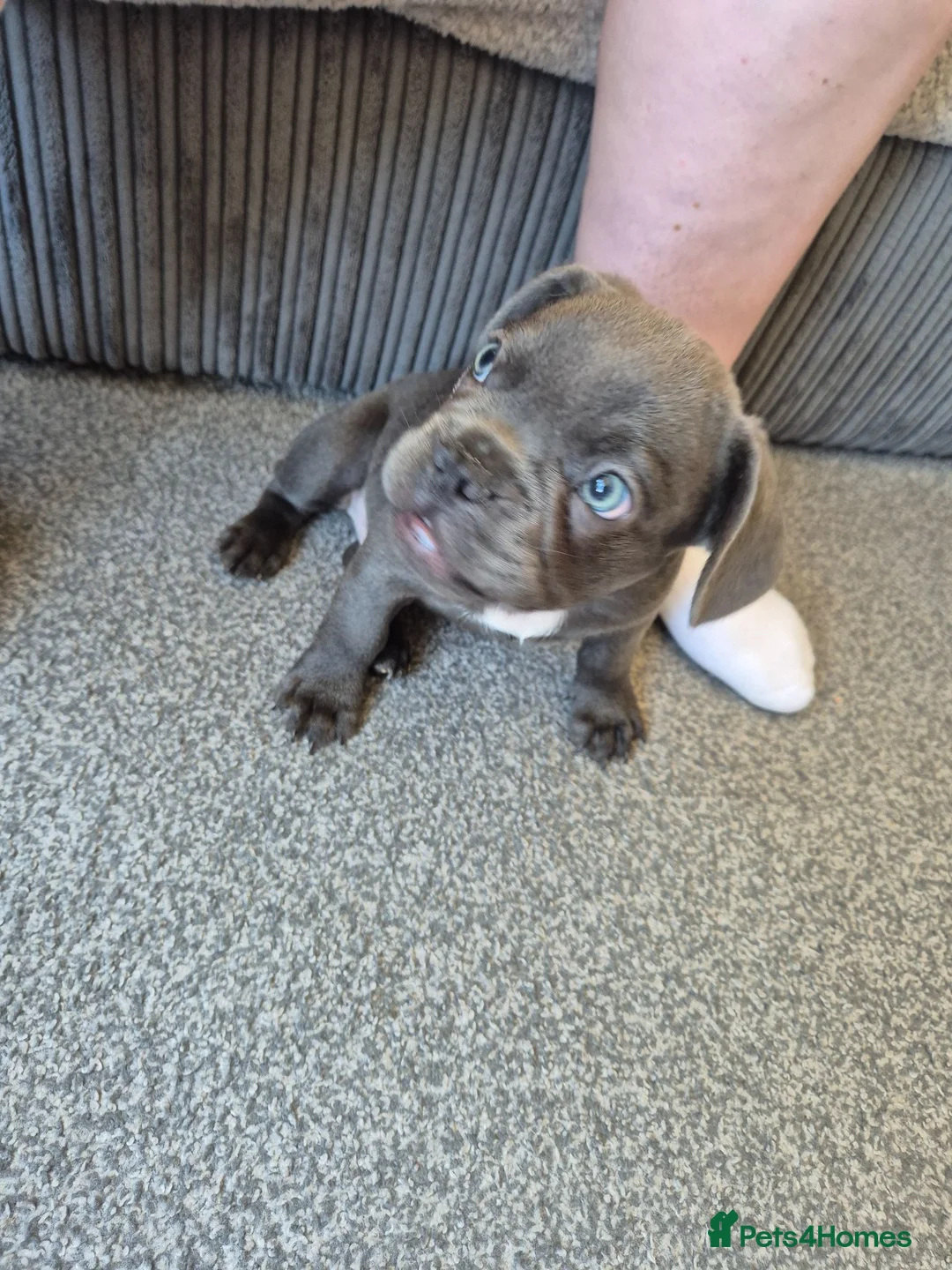 French Bulldog dogs for sale: Male blue french bulldog puppy - Advert 2