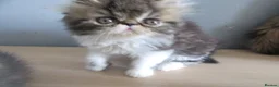 Persian cats for sale: Adorable female Persian kittens - Advert 14