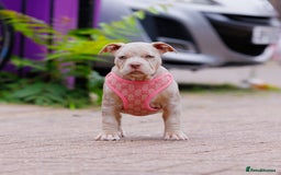 American Bully dogs for sale: REAL QUALITY BULLYS READY  - Image 20
