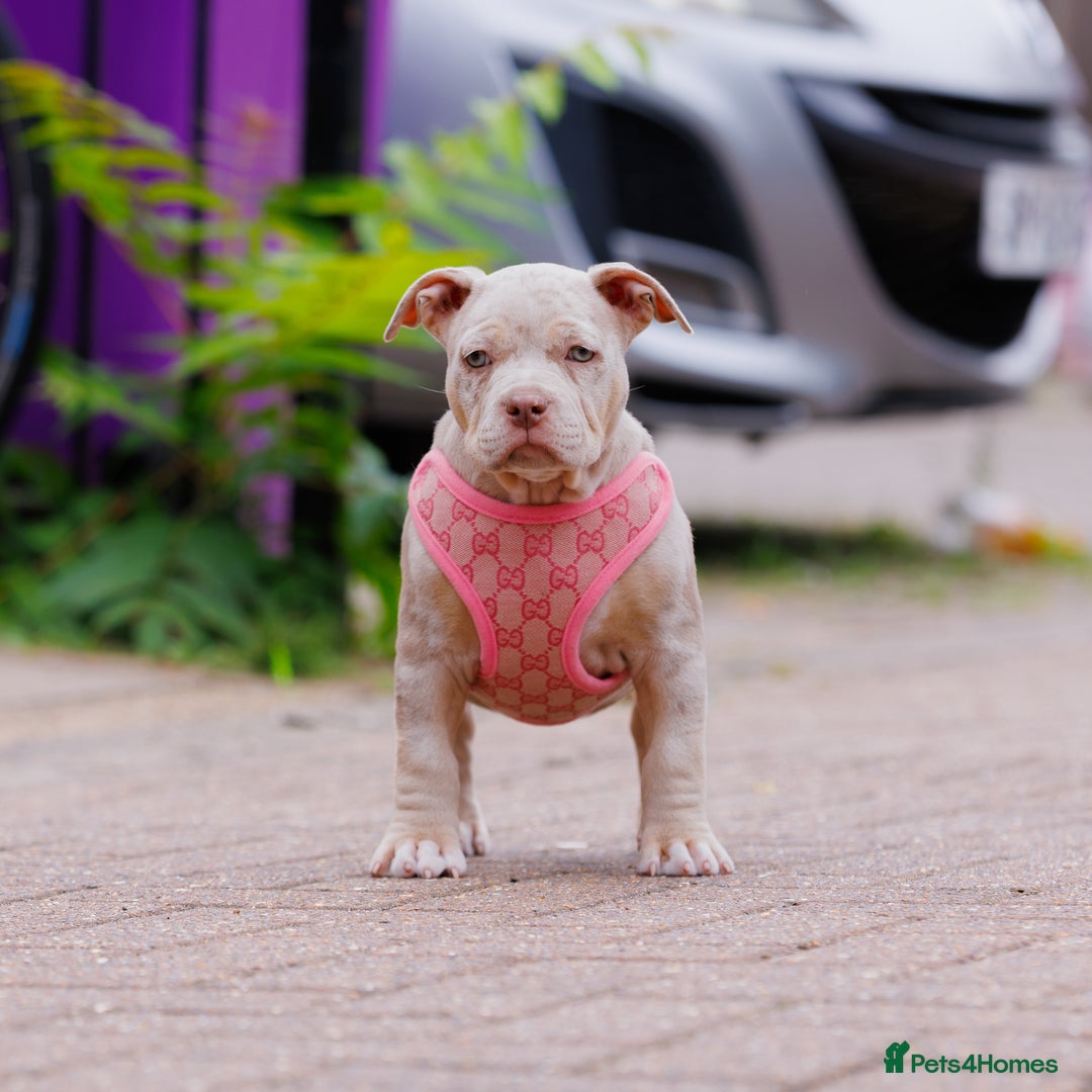 American Bully dogs for sale: REAL QUALITY BULLYS READY  - Image 20