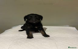 Mixed Breed dogs for sale: Bedlington x whippet  - Image 3