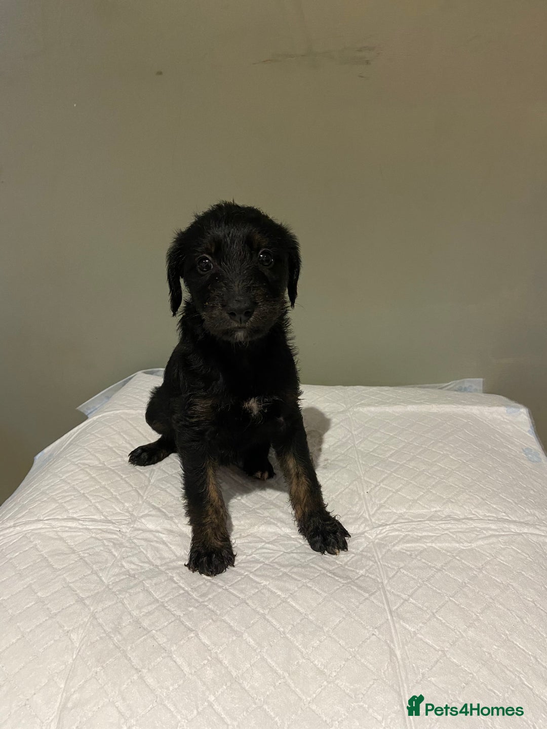 Mixed Breed dogs for sale: Bedlington x whippet  - Image 3