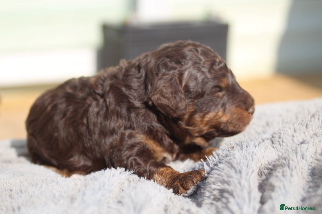 Labradoodle dogs for sale: Mini Labradoodles  - Image 14
