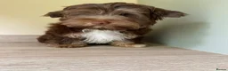 Yorkshire Terrier dogs for sale: Colorful Yorkshire terrier - Advert 8