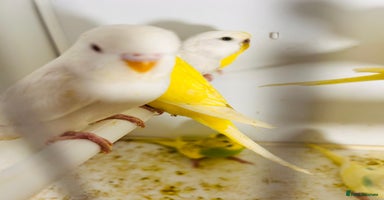 Budgerigars birds in Luton - Advert 1