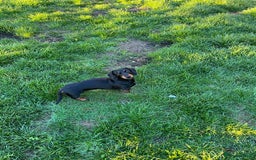 Miniature Dachshund dogs for sale: Black and Tan Miniature Smooth Female - Image 4