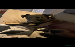 Mixed Breed dogs for sale: Dachshund cross Patterdale - Image 15