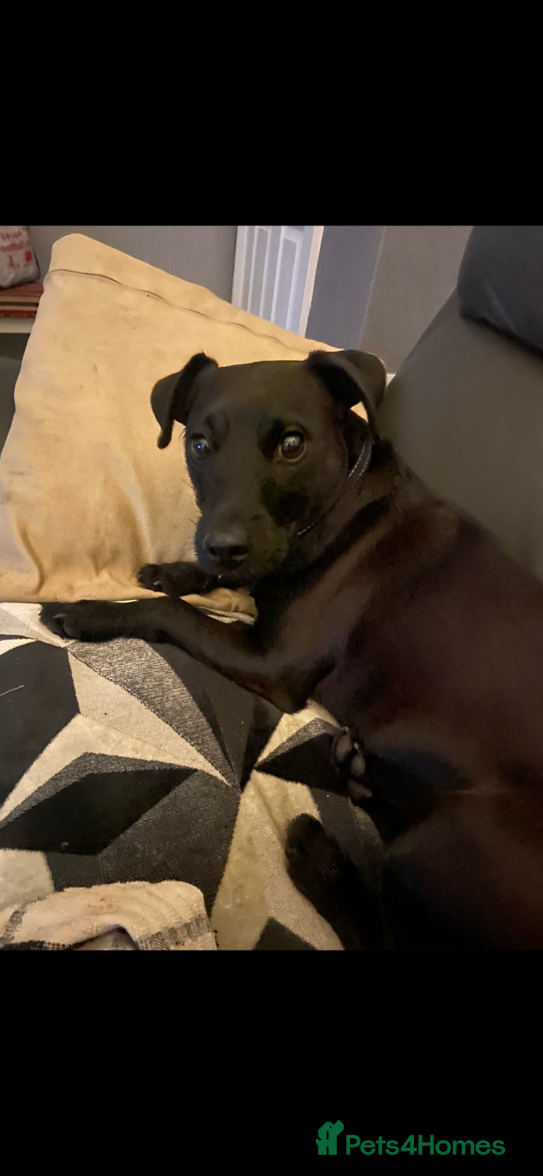 Mixed Breed dogs for sale: Dachshund cross Patterdale - Image 15