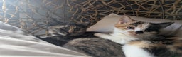 Bengal cats for sale: Bengal / Norwegian Forest Kittens Boy & Girl!  - Advert 3