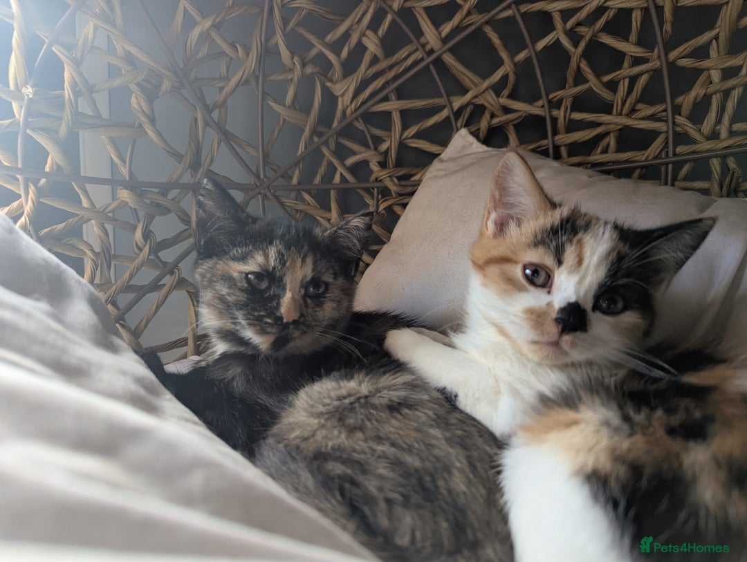 Bengal cats for sale: Bengal / Norwegian Forest Kittens Boy & Girl!  - Image 3
