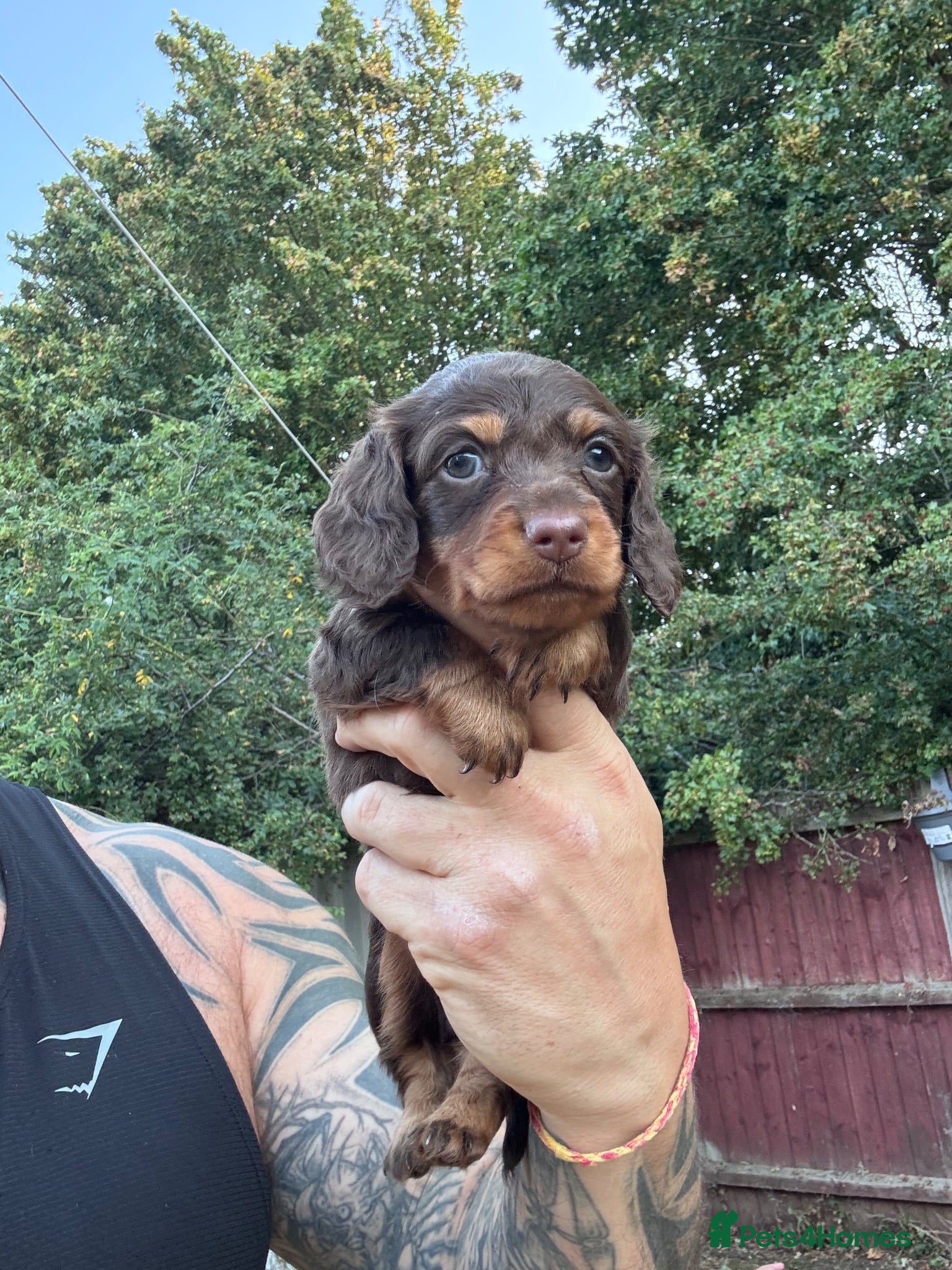 Miniature Dachshund dogs Miniature dachshund long haired - Advert 2