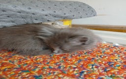 Mixed Breed cats for sale: 3 [remaining] girl kittens looking for new homes - Image 17