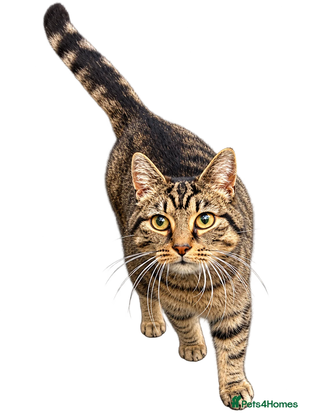 Mixed Breed cats for sale: Beautiful Brown Tabby Cat  - Advert 2