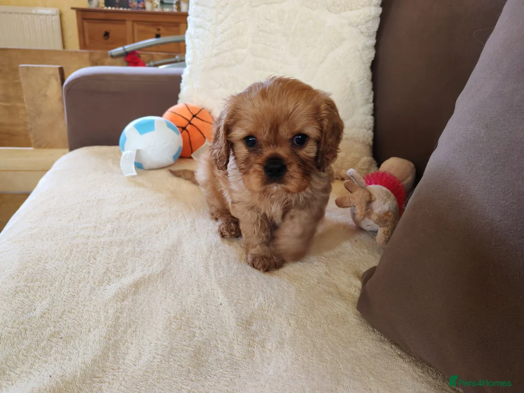 Cavalier King Charles Spaniel dogs for sale: Kc Beautiful puppies for sale. - Advert 2