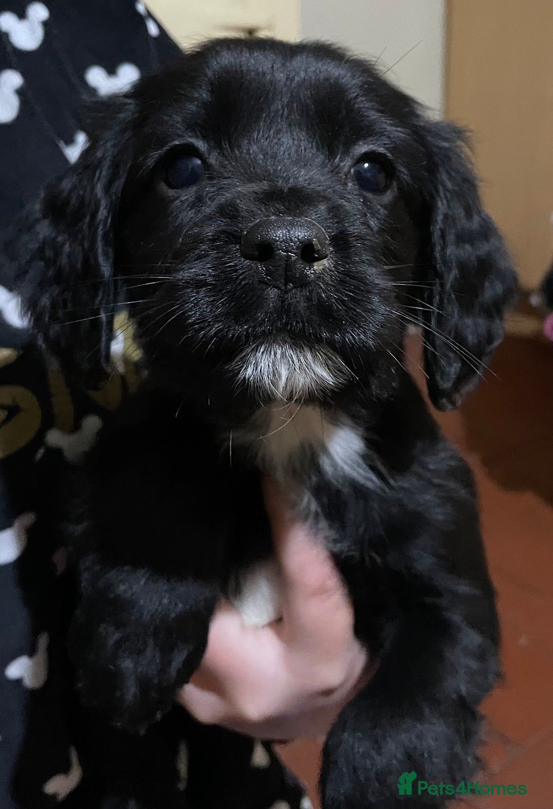 Sprocker dogs for sale: Sprocker pups - Advert 3