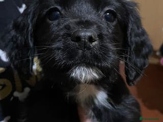 Sprocker dogs Sprocker pups - Advert 3