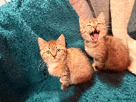 Mixed Breed cats - Advert 5
