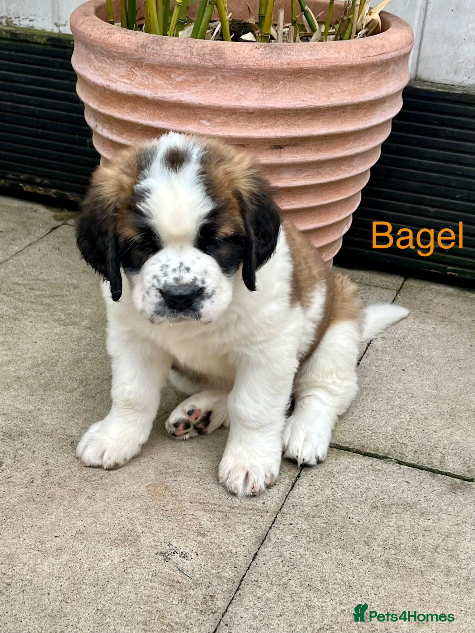 Saint Bernard dogs 2 BEAUTIFUL KC ST BERNARD GIRLS (SAUSAGE & BAGEL) - Advert 2