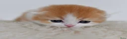 Scottish Fold cats for sale: LICENSED CATTERY PURE BREED TOP QUALITY KITTENS - Advert 12