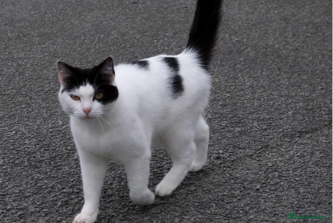 Mixed Breed cats for sale: Female kitten  - Advert 3