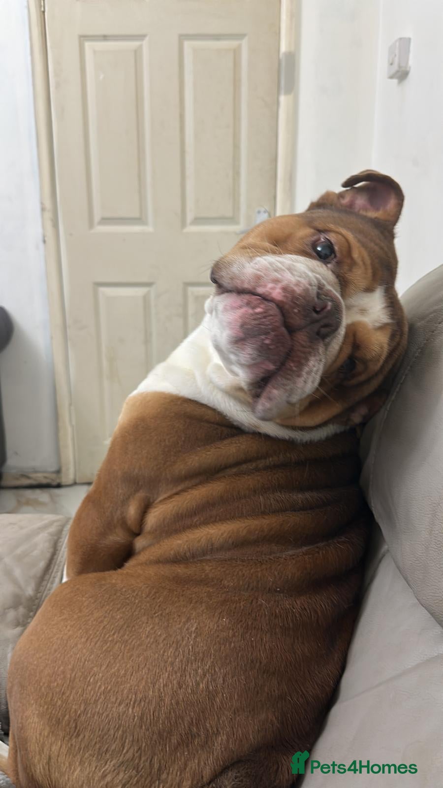 English Bulldog dogs British bulldog  - Advert 1