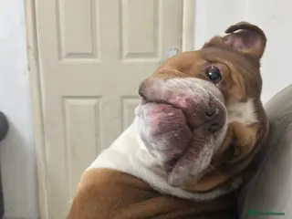 English Bulldog dogs British bulldog - Advert 8