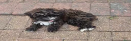 Mixed Breed dogs for sale: 🐾 3 CAVORKIE BOYS READY FOR FOREVER HOMES! 🐾 in Enfield - Advert 11
