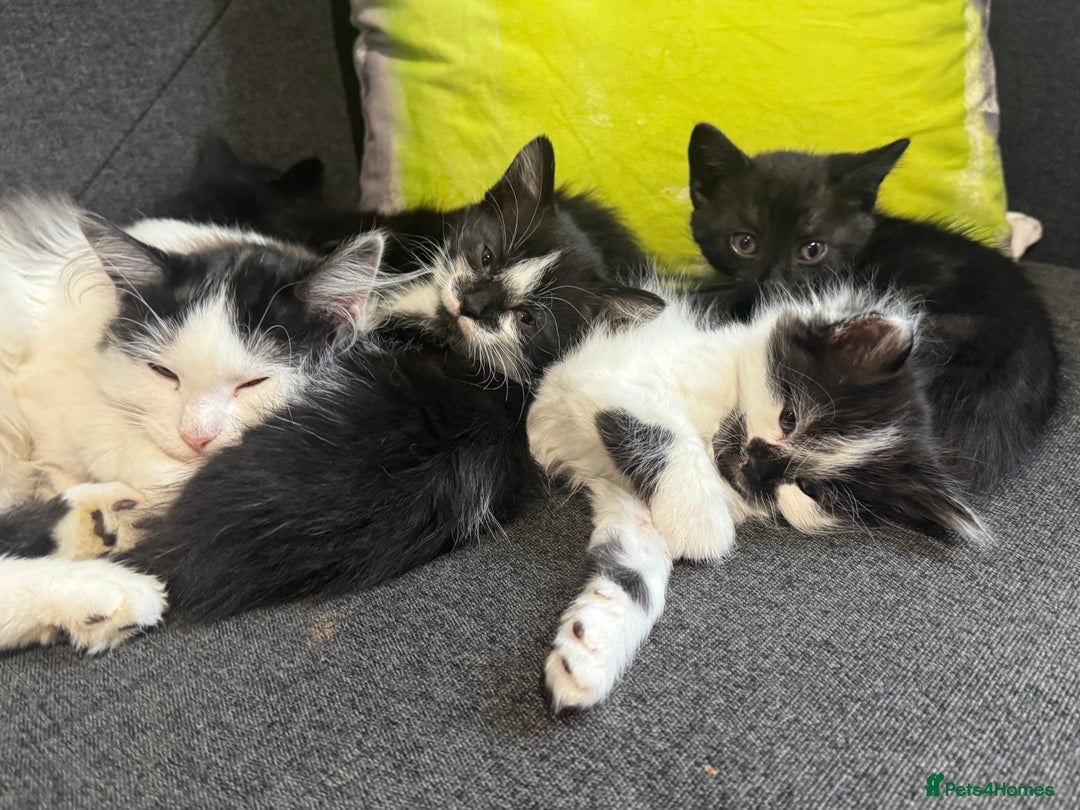 Mixed Breed cats for sale: Kittens  - Image 9