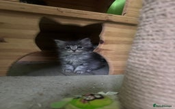 Kurilian Bobtail cats for sale: Rare pure breed Kurilian bobtail kittens available - Advert 12