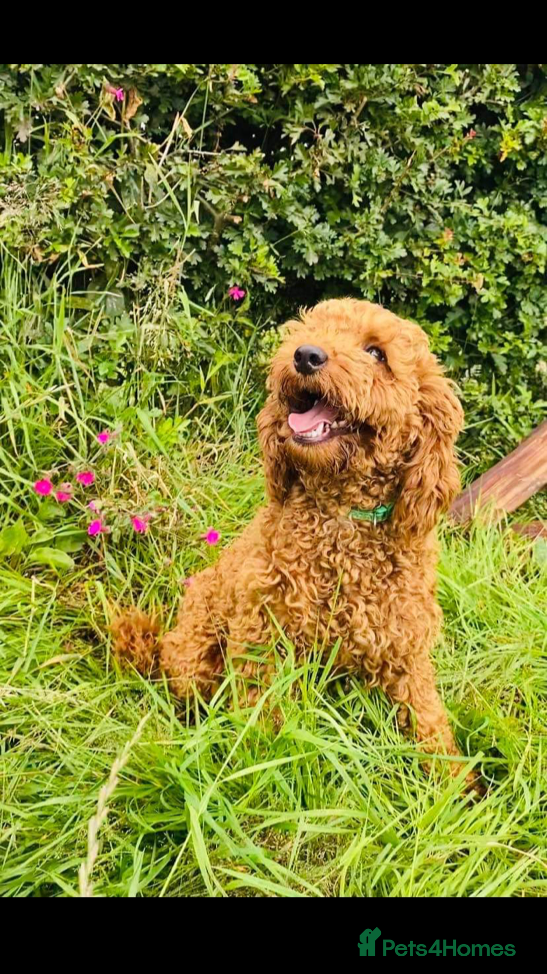 Cockapoo dogs for sale: Gorgeous cockapoo puppies for sale - Advert 20