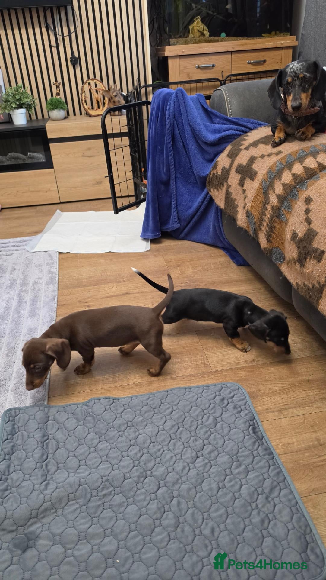 Miniature Dachshund dogs for sale: Miniature dashhound  - Advert 2